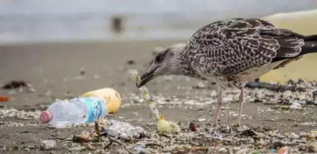 1634630799864558.jpeg 10.jpeg